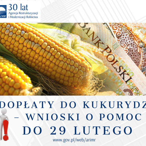 Obraz główny aktualności o tytule Dopłaty do kukurydzy – wnioski o pomoc do 29 lutego 